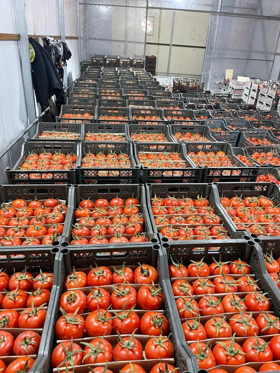 Exim Agro tomatoes packed for transport