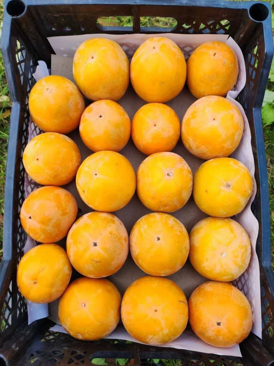 Exim Agro packed apricots