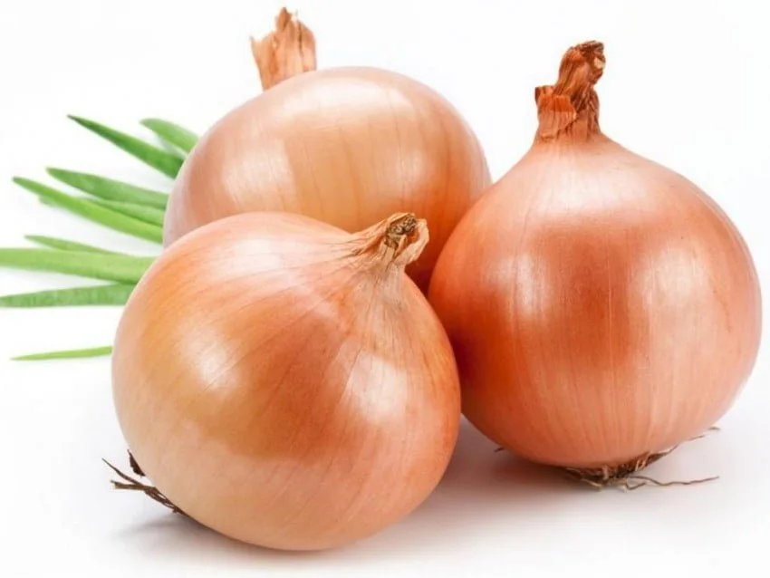 Репчатый лук — Exim Agro